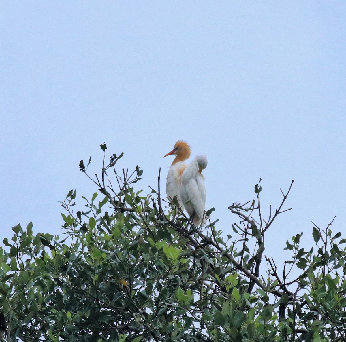 Eastern Cattle-Egret - ML646403134