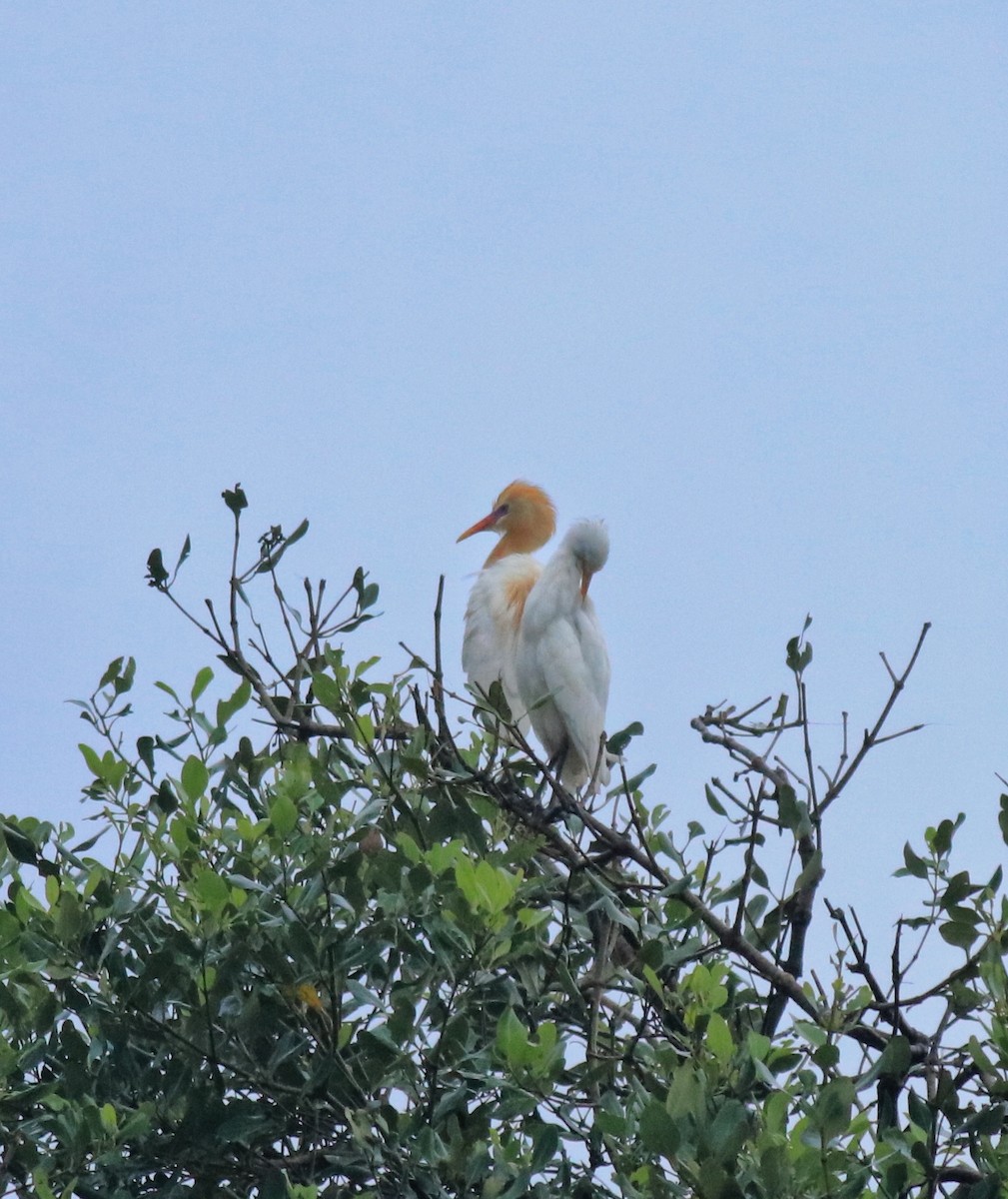 Eastern Cattle-Egret - ML646403135