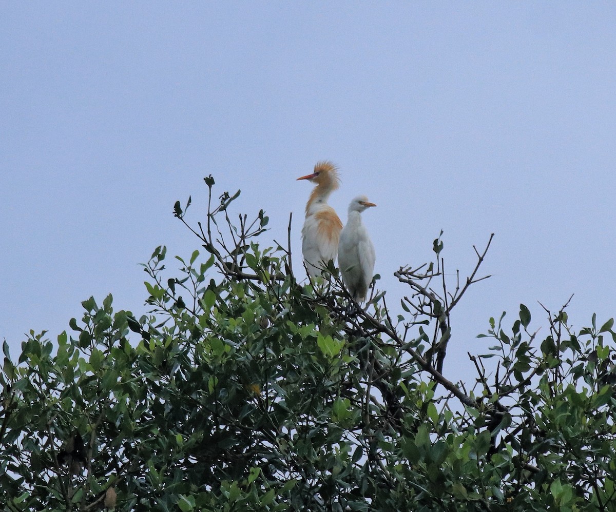 Eastern Cattle-Egret - ML646403136