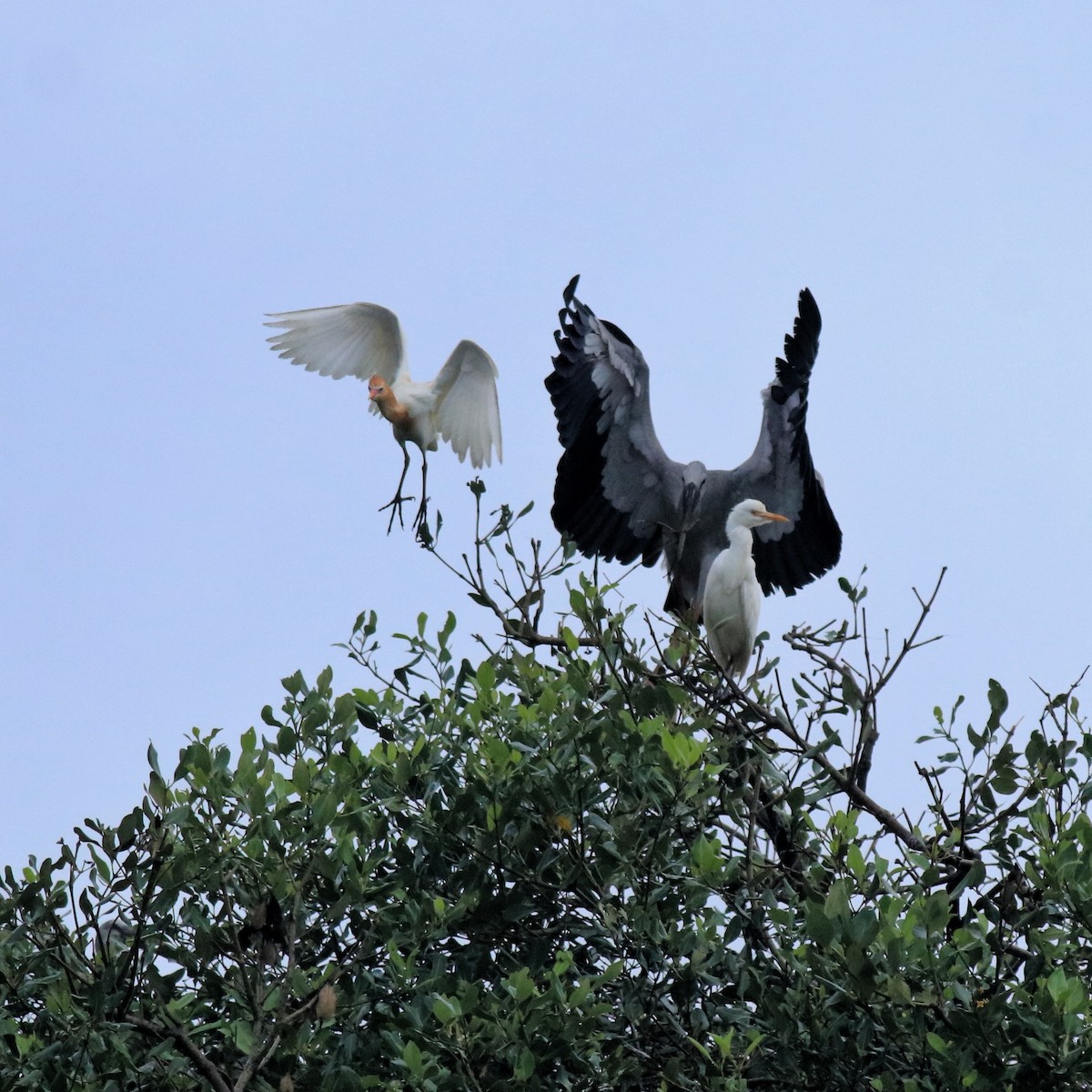 Eastern Cattle-Egret - ML646403137
