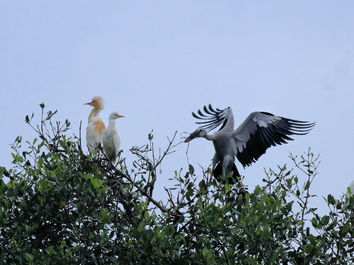 Eastern Cattle-Egret - ML646403138