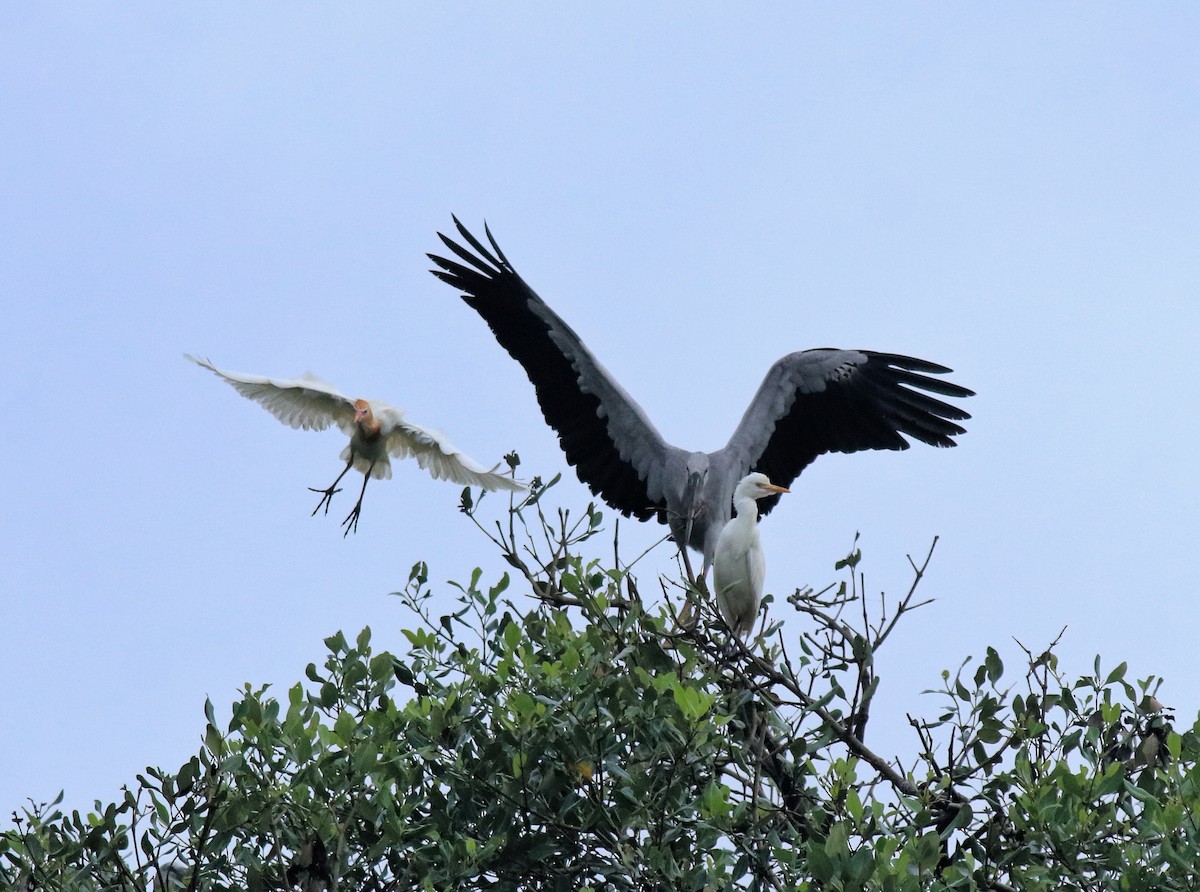 Eastern Cattle-Egret - ML646403139