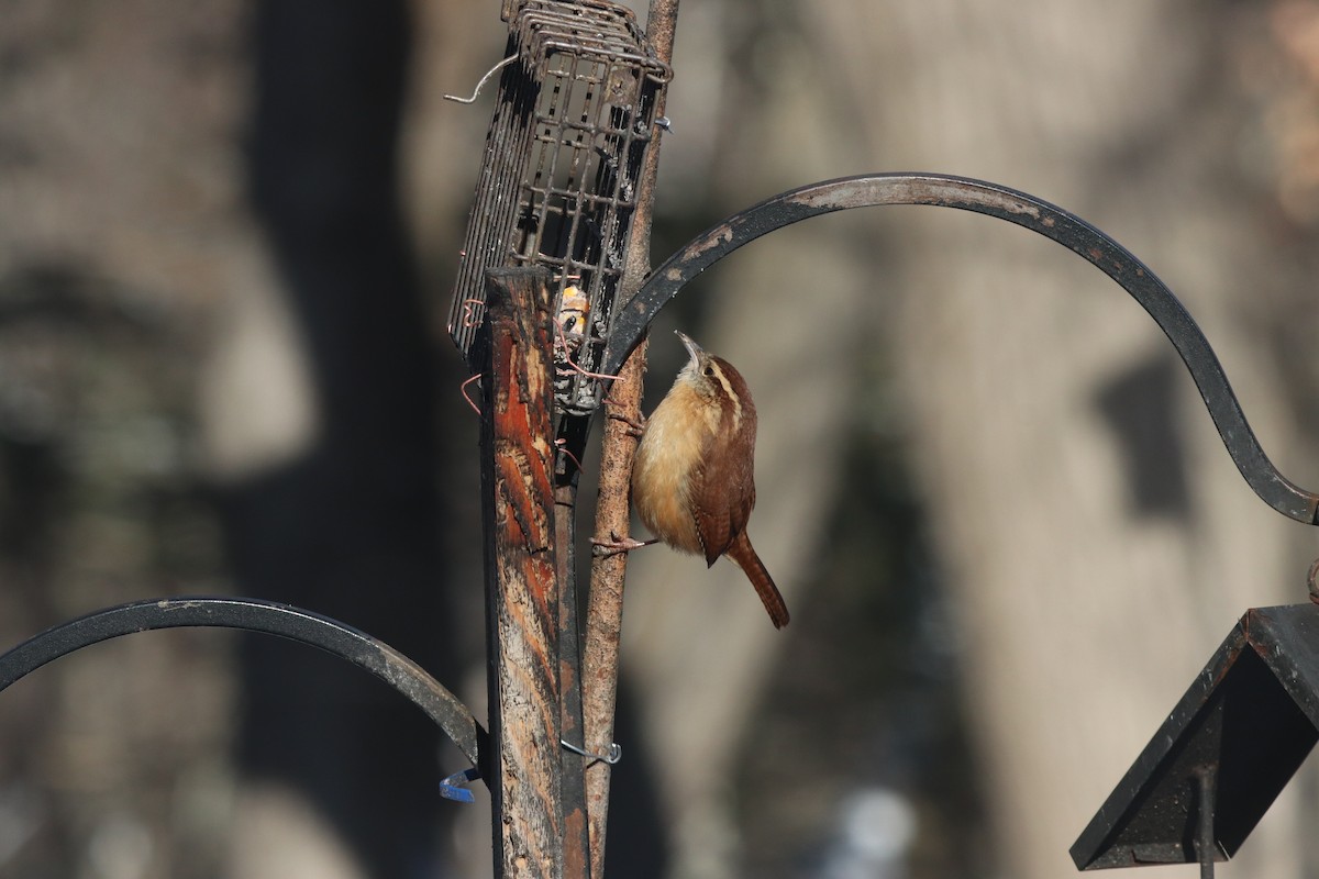 チャバラマユミソサザイ - ML646403140