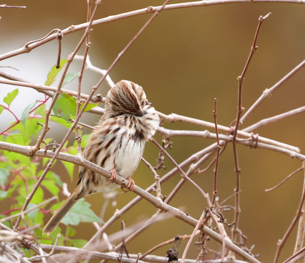 Song Sparrow - ML646403144