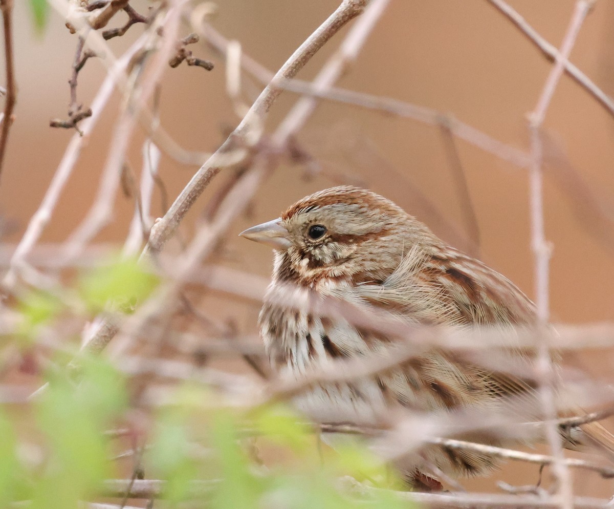 strnadec zpěvný - ML646403146