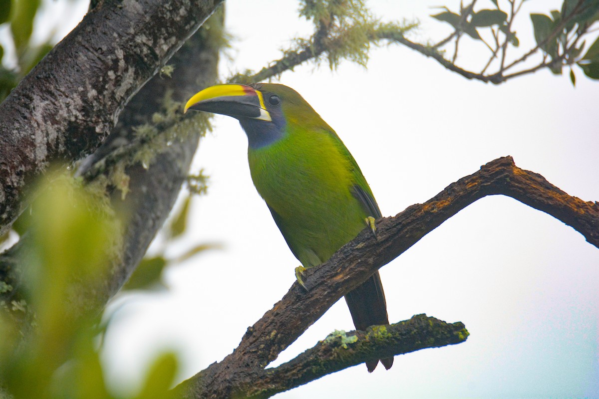 Northern Emerald-Toucanet - ML646403147