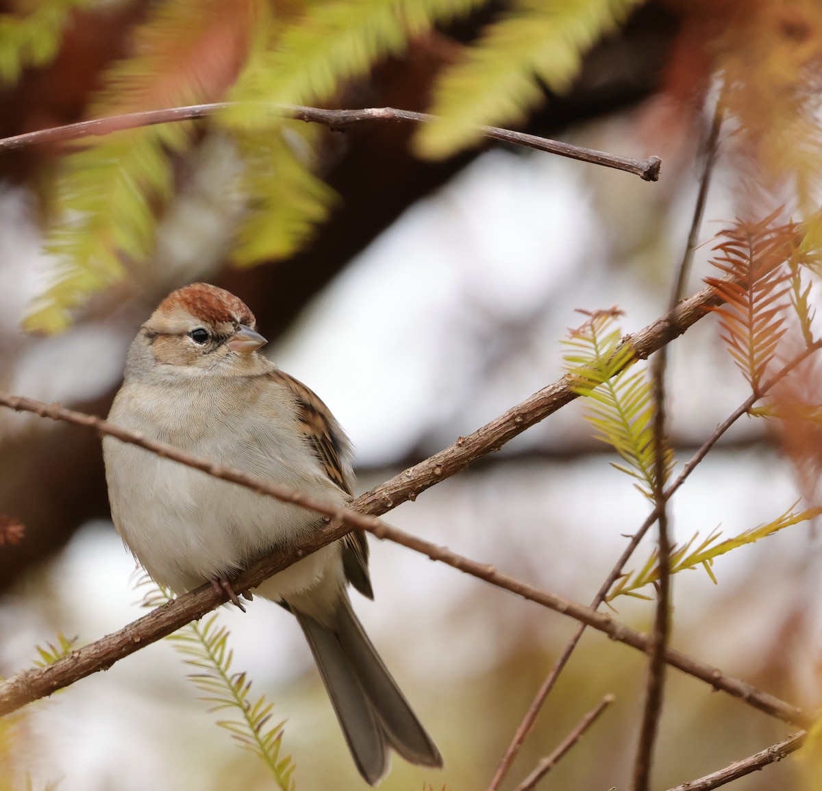 Chipping Sparrow - ML646403149
