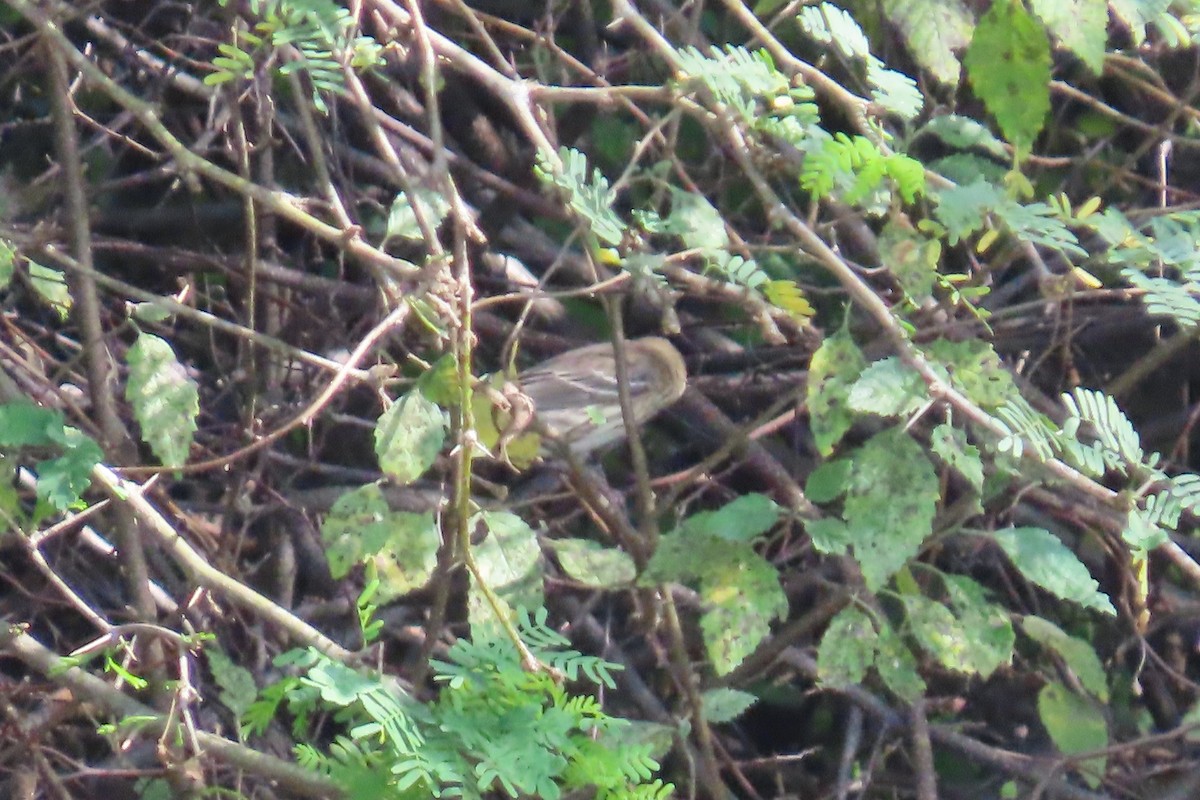 Yellow-rumped Warbler (Myrtle) - ML646403150