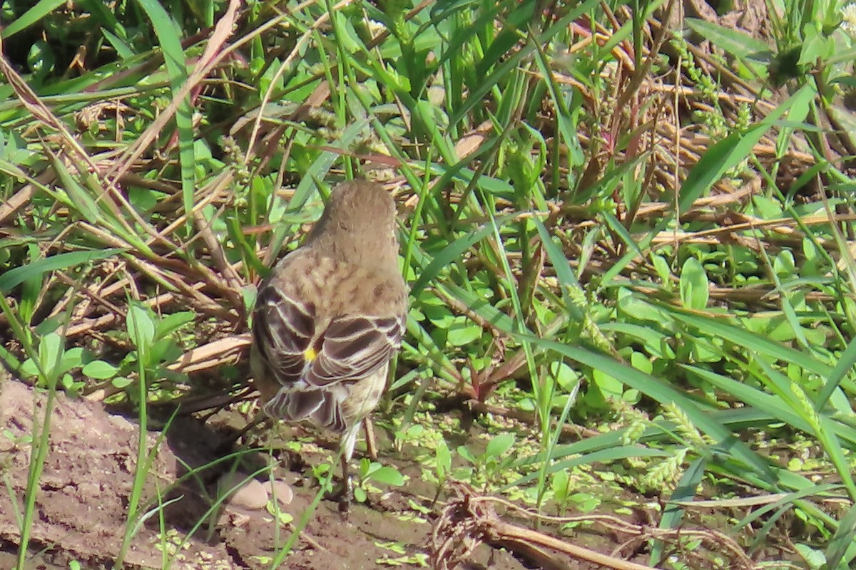 Yellow-rumped Warbler (Myrtle) - ML646403151