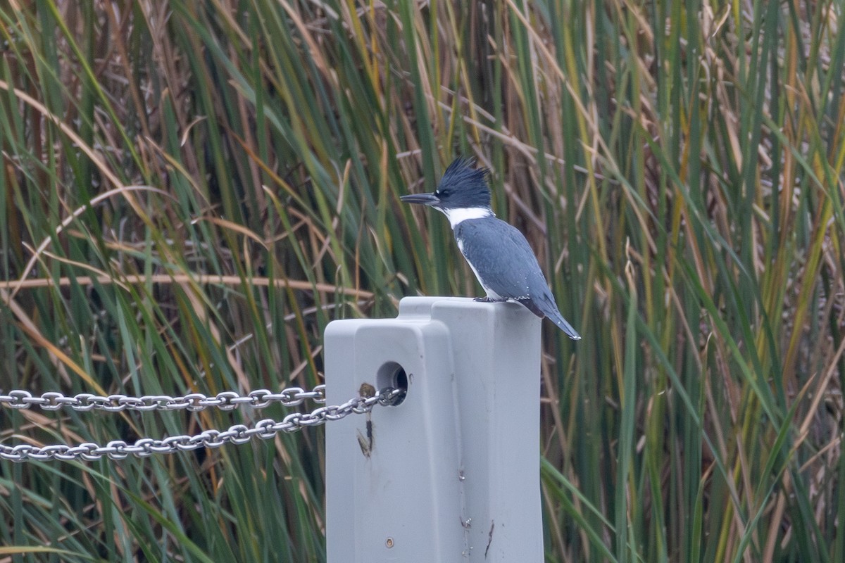 Belted Kingfisher - ML646403152