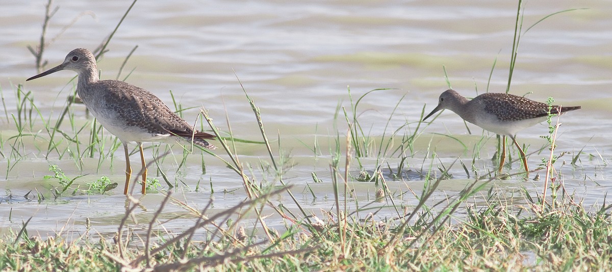 vodouš žlutonohý - ML646403153