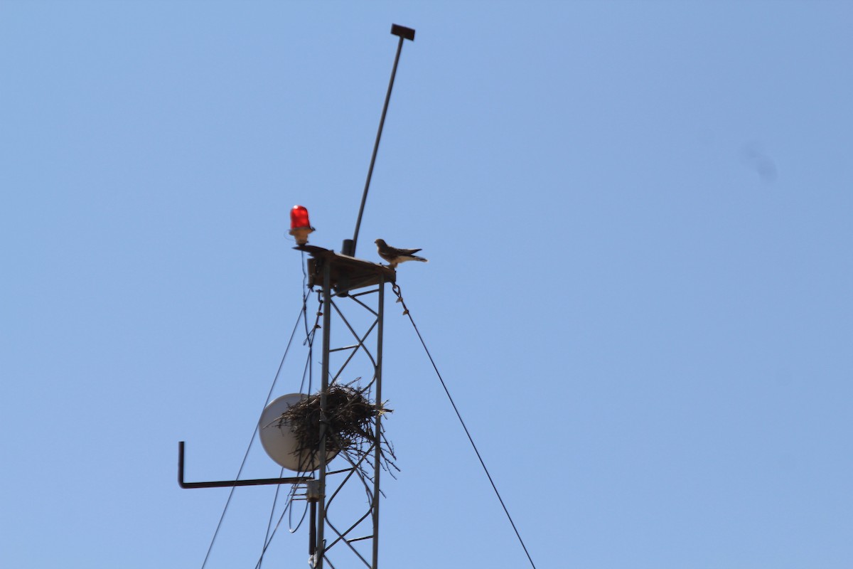Cernícalo Ojiblanco - ML646403155