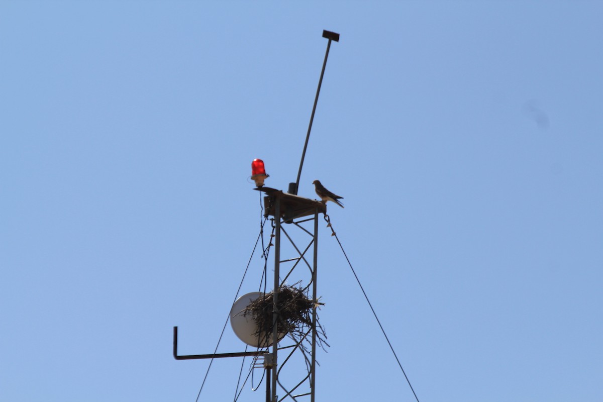 poštolka bělooká - ML646403156