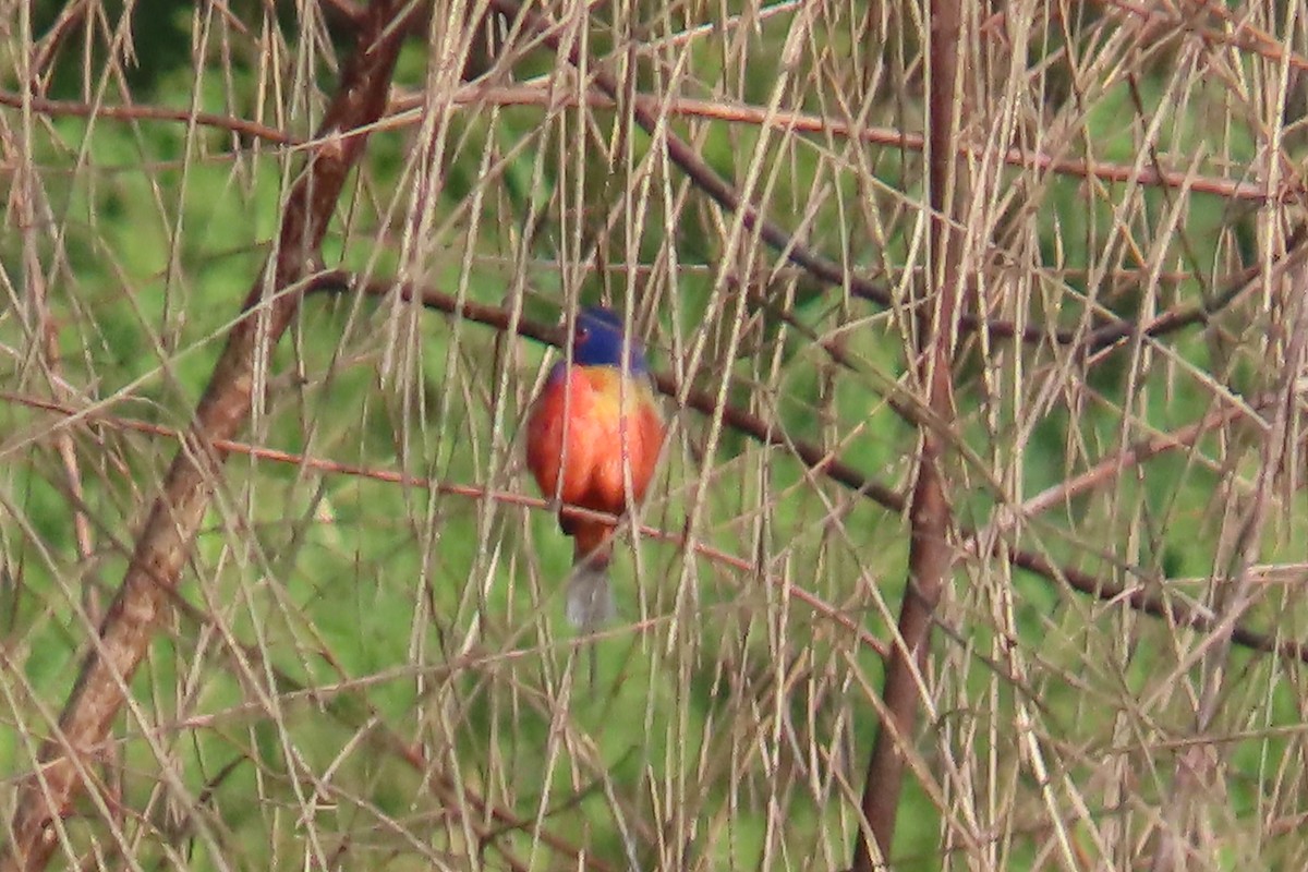 papežík zelenohřbetý - ML646403157