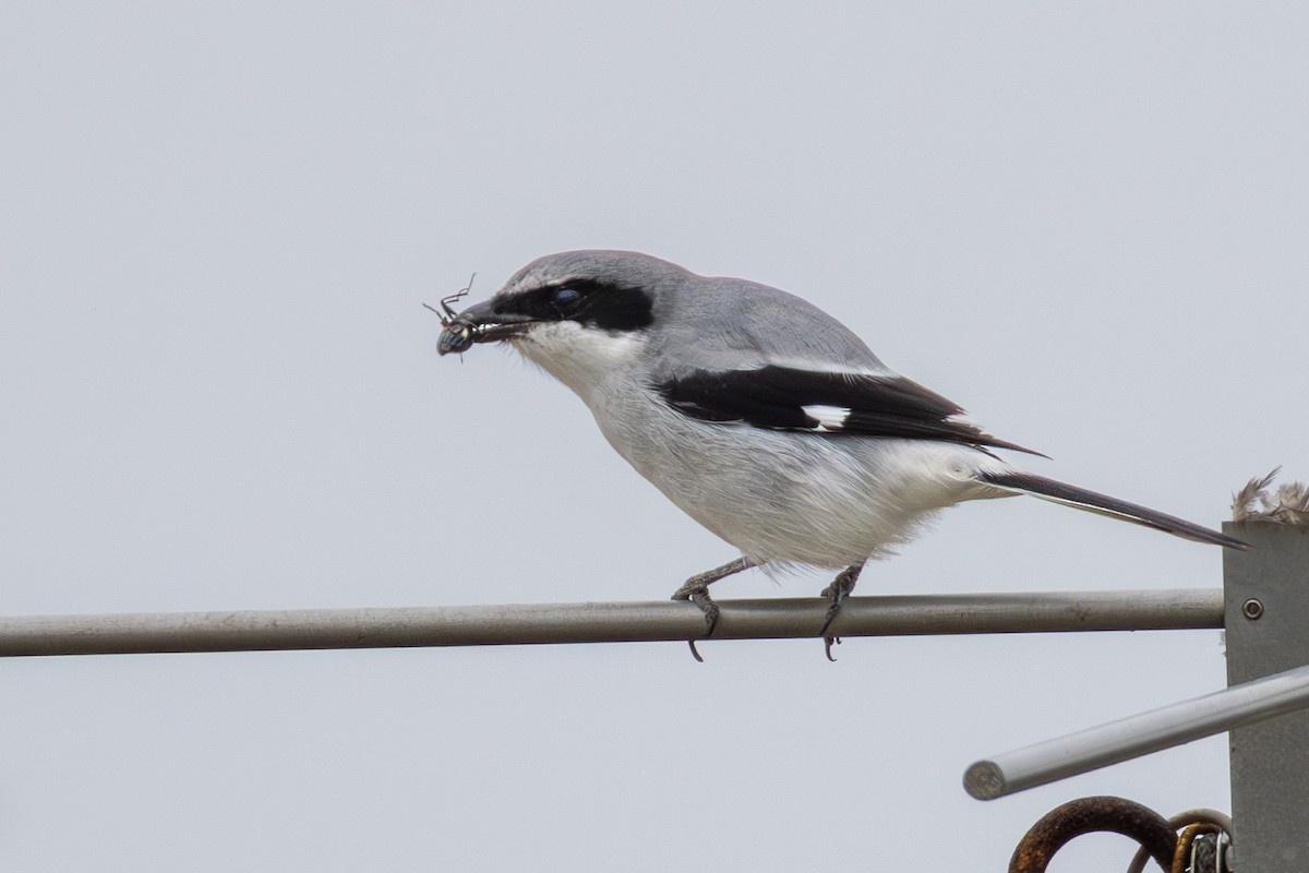 ťuhýk americký - ML646403158