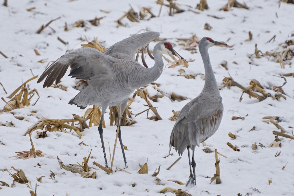 jeřáb kanadský - ML646403159