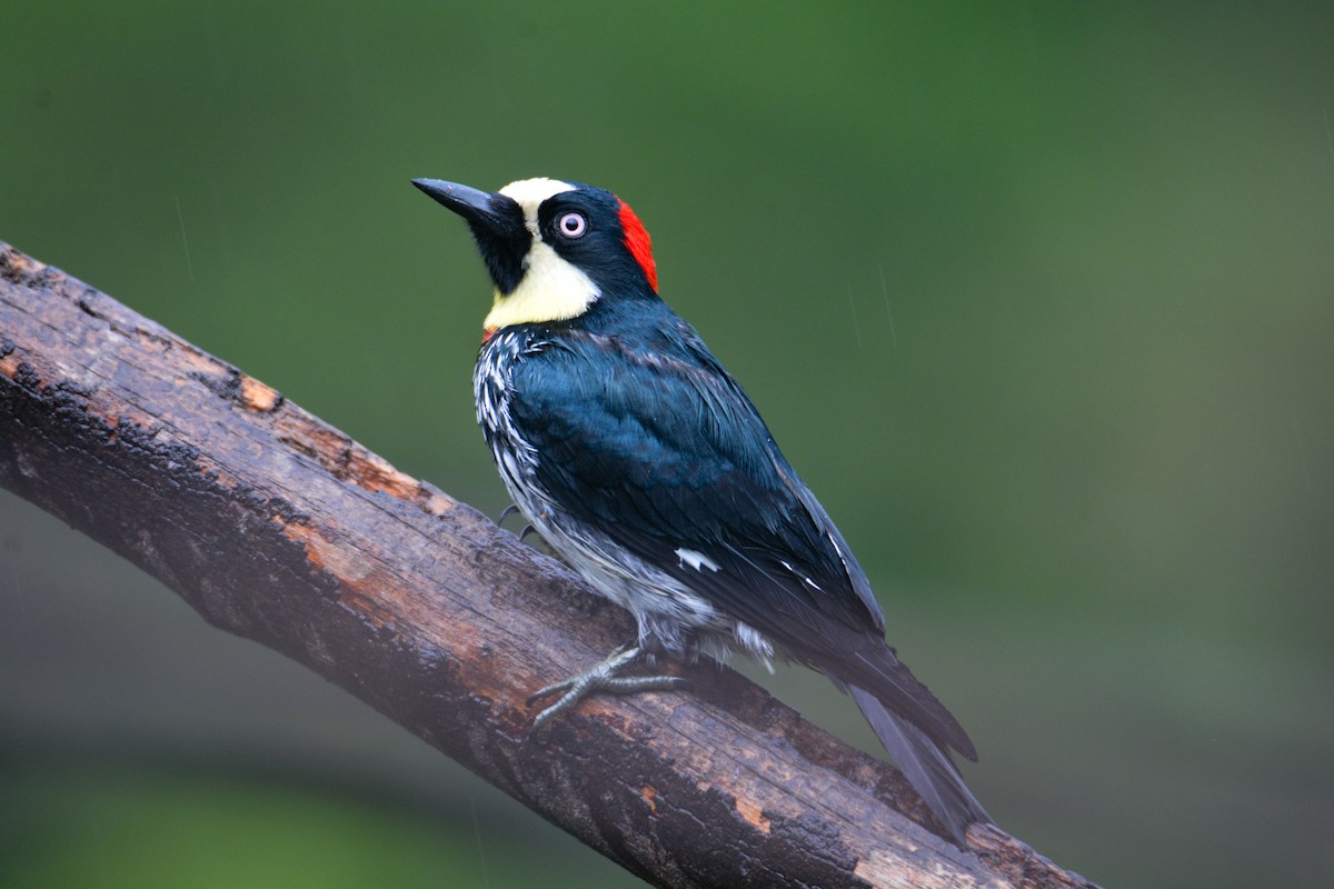 datel sběrač - ML646403162