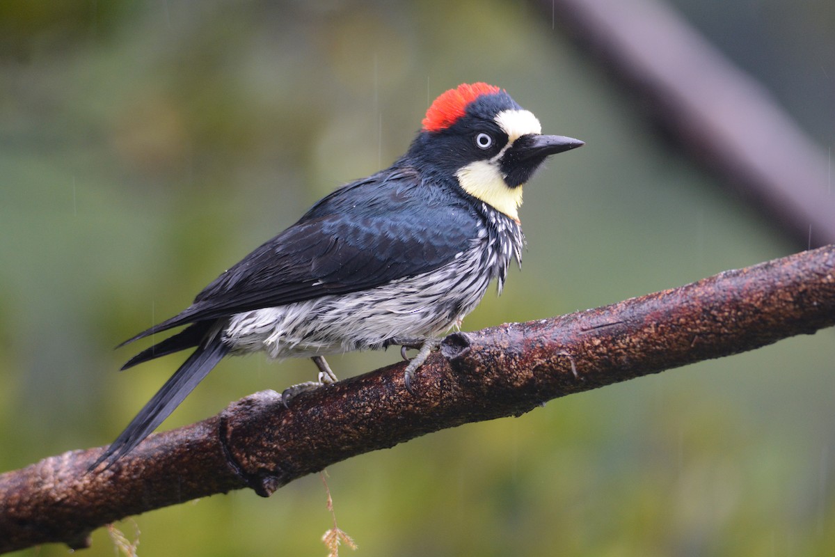 datel sběrač - ML646403163