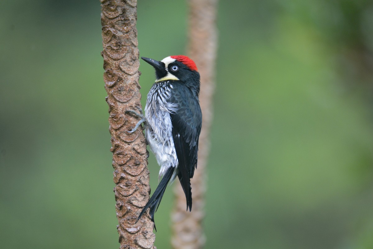 datel sběrač - ML646403164