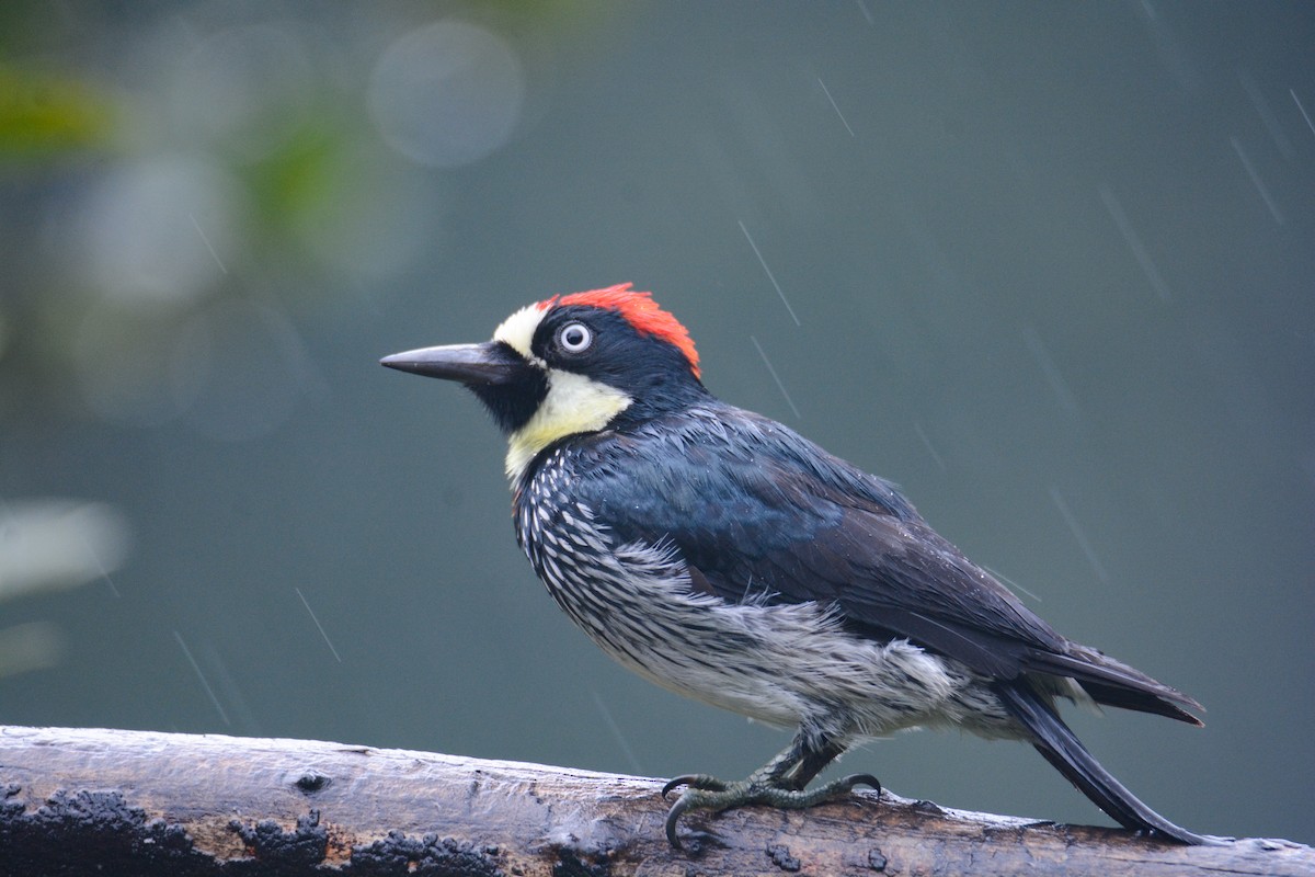 datel sběrač - ML646403165