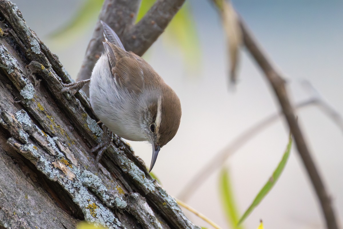 střízlík pokřovní - ML646403167