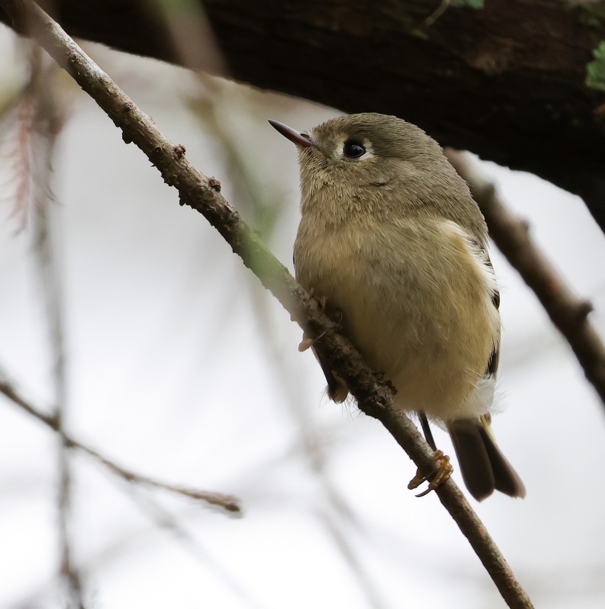 králíček americký - ML646403168