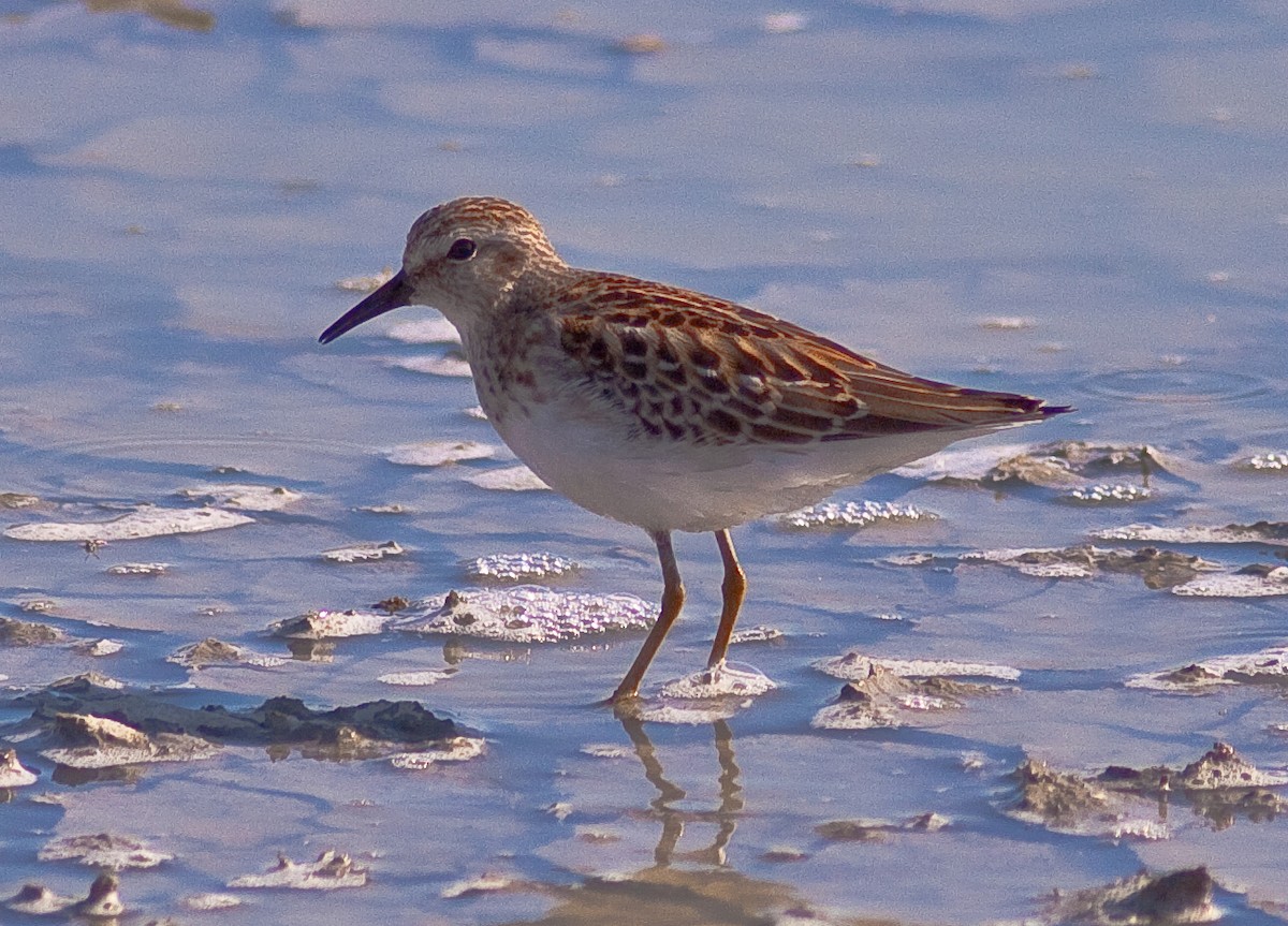 jespák drobný - ML646403169