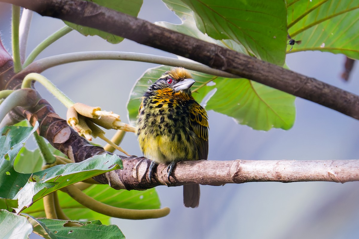 vousák zlatý - ML646403170