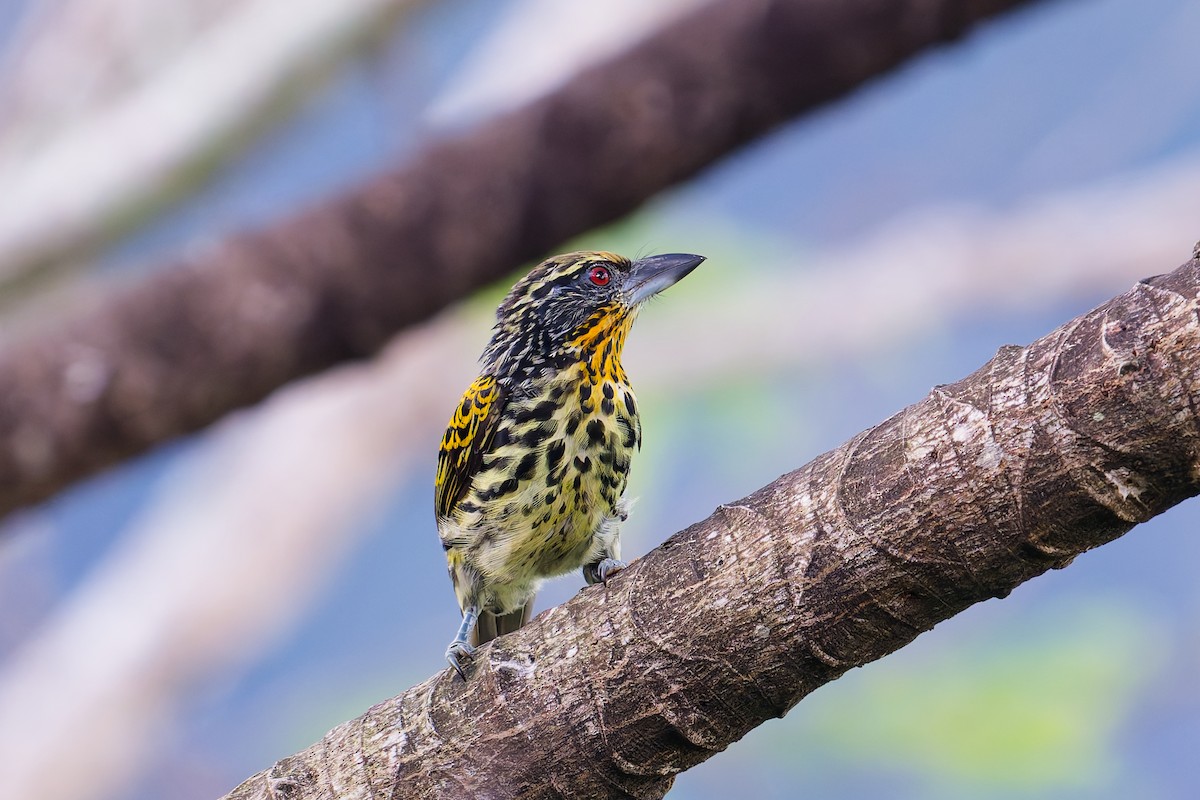 vousák zlatý - ML646403171