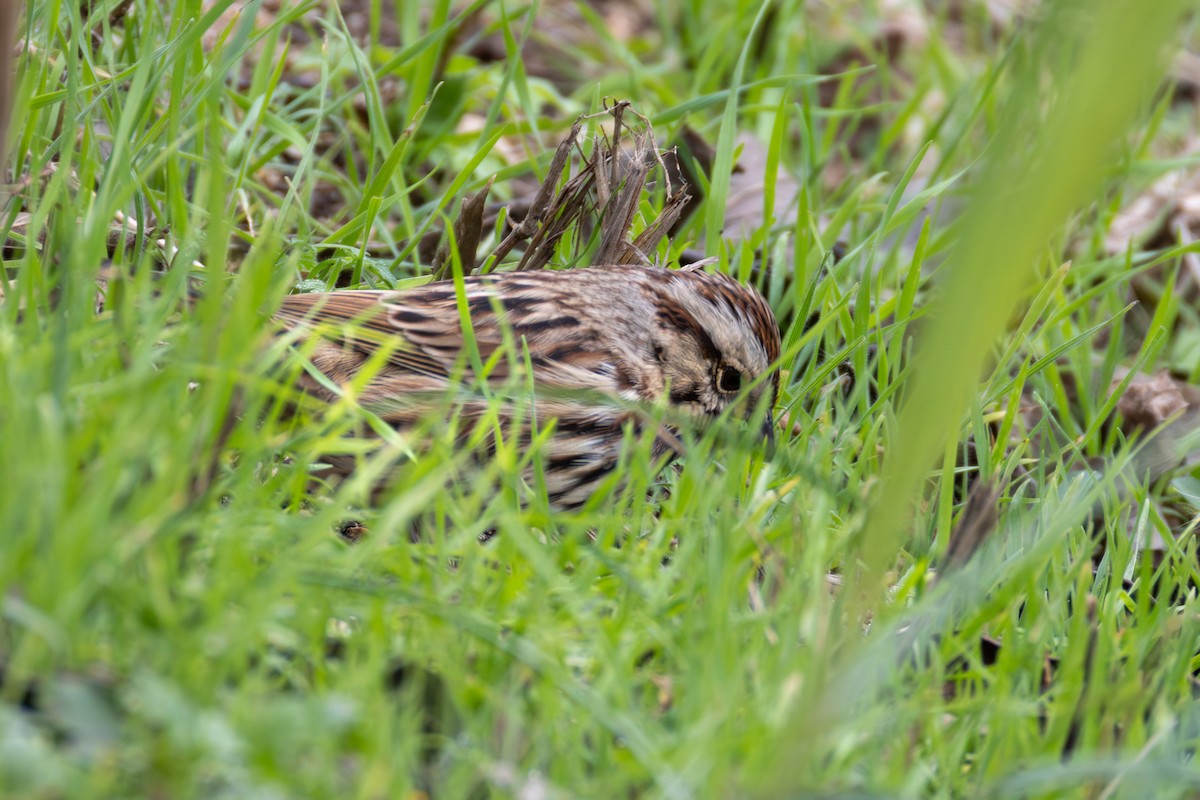 strnadec zpěvný - ML646403172