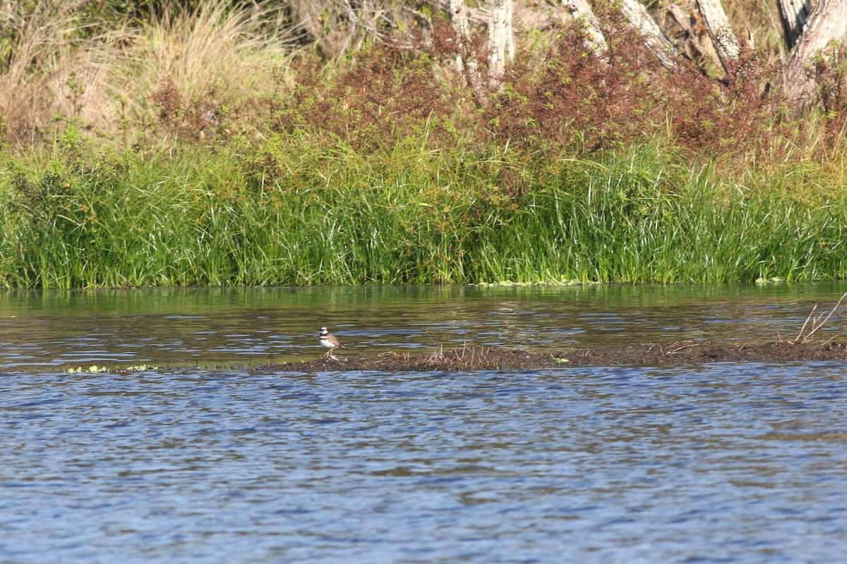 kulík rezavoocasý - ML646403173