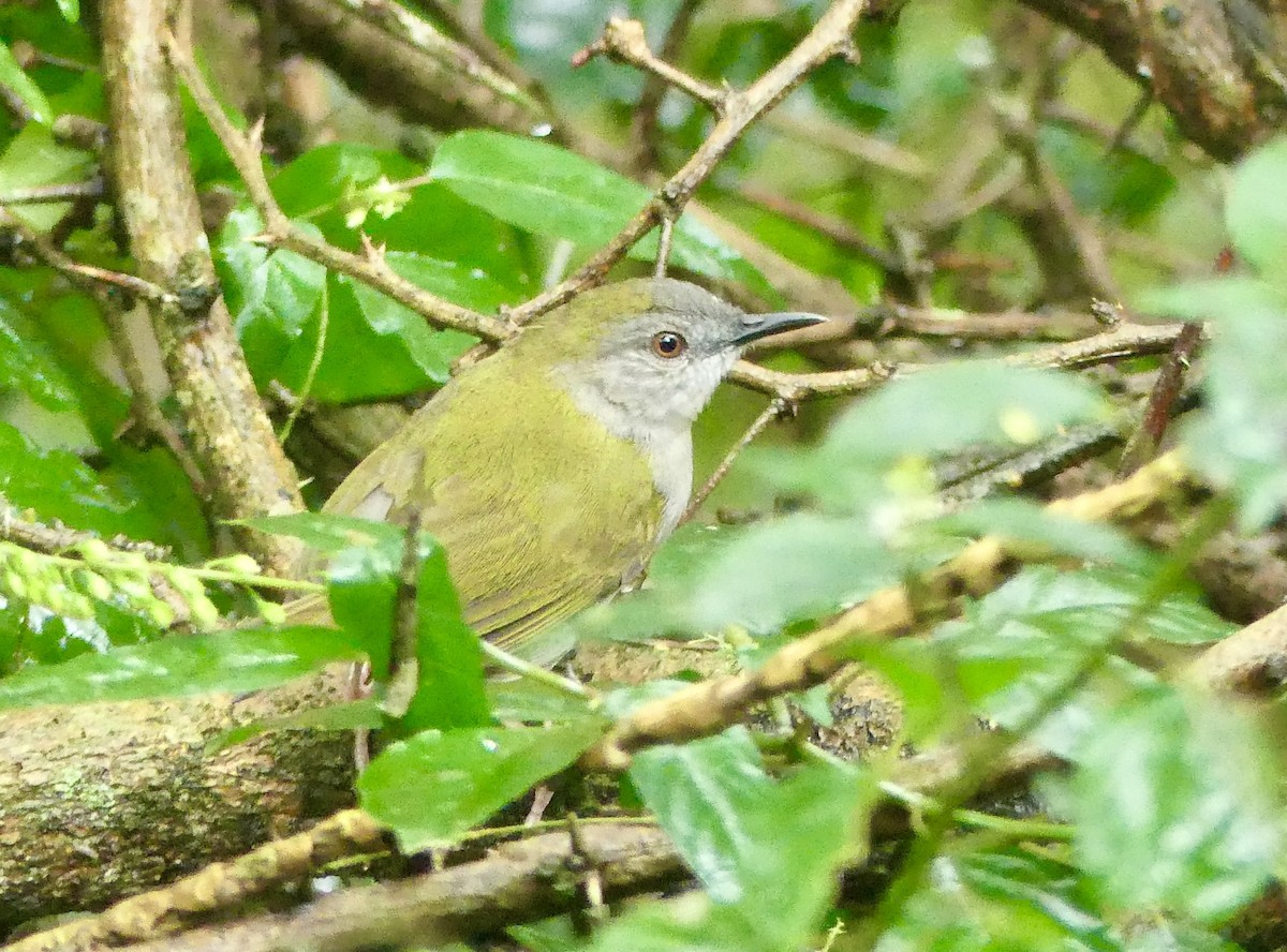 pěnicovec krátkoocasý - ML646403174