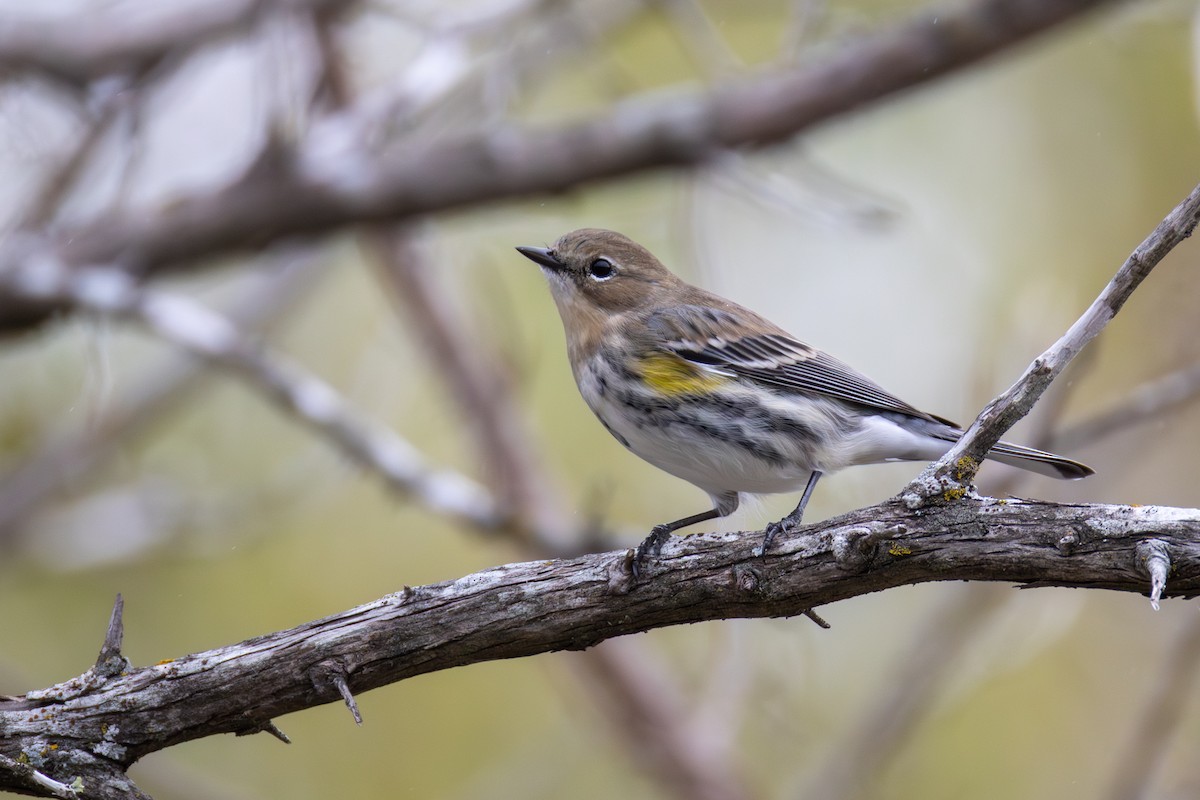 lesňáček žlutoskvrnný (ssp. coronata) - ML646403175