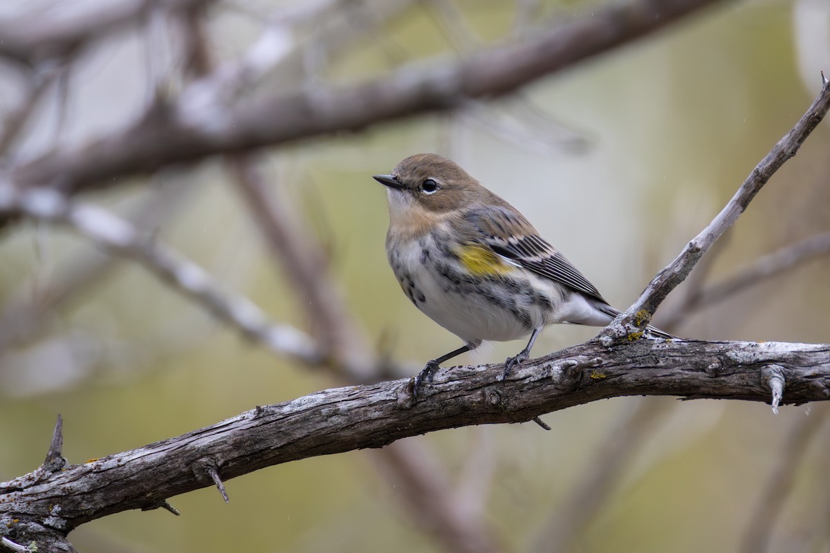lesňáček žlutoskvrnný (ssp. coronata) - ML646403176