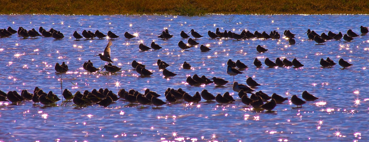 slukovec dlouhozobý - ML646403177