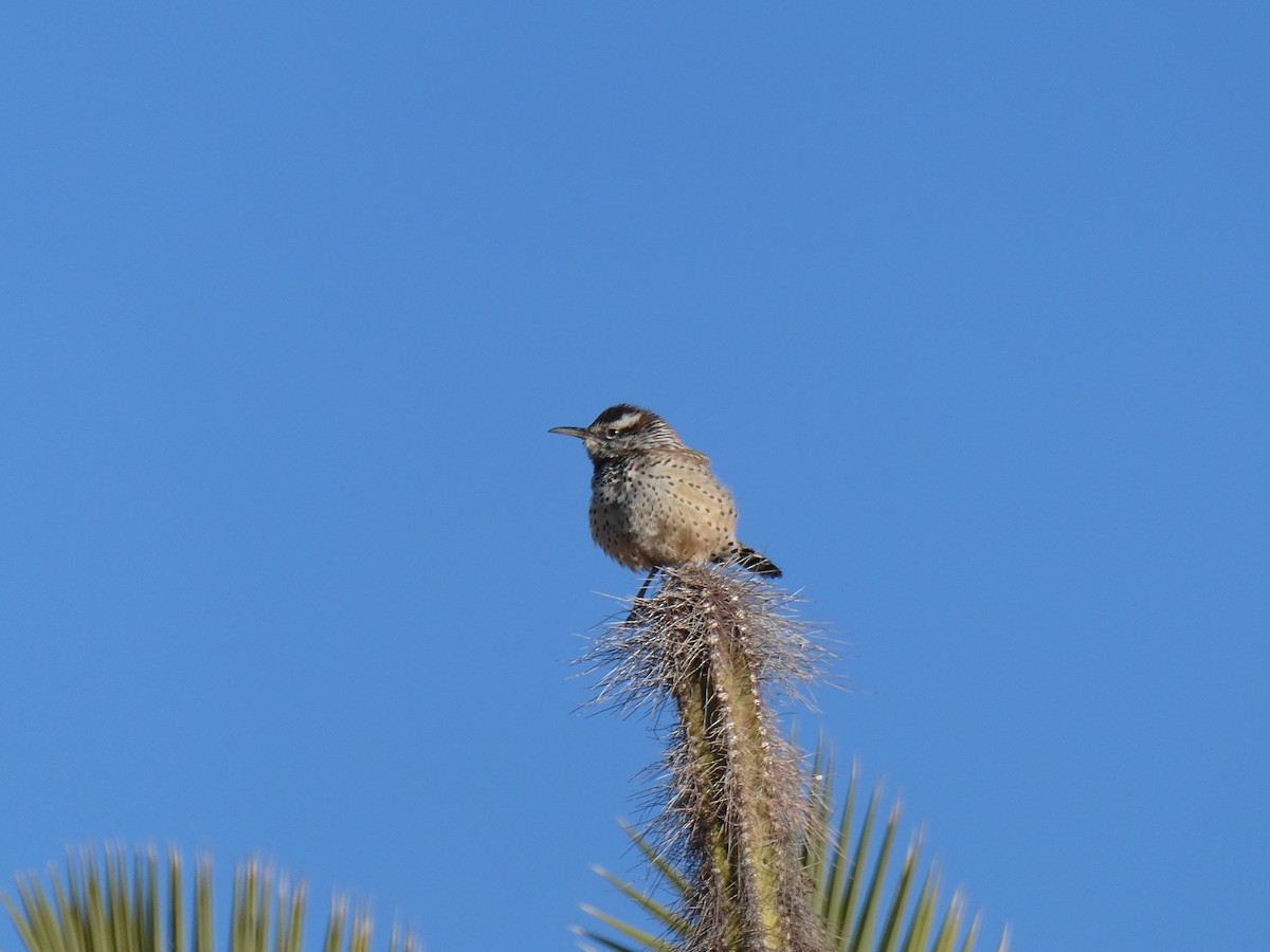 střízlík kaktusový - ML646403179