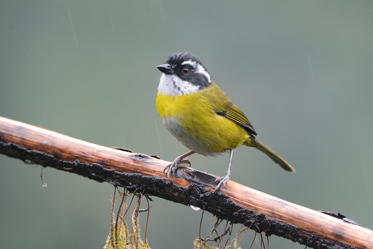 Social Flycatcher - ML646403181