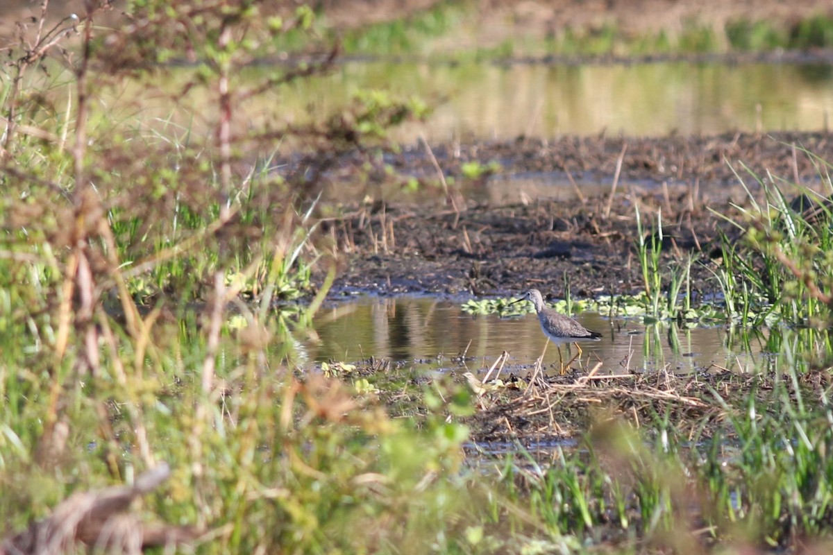vodouš velký - ML646403182