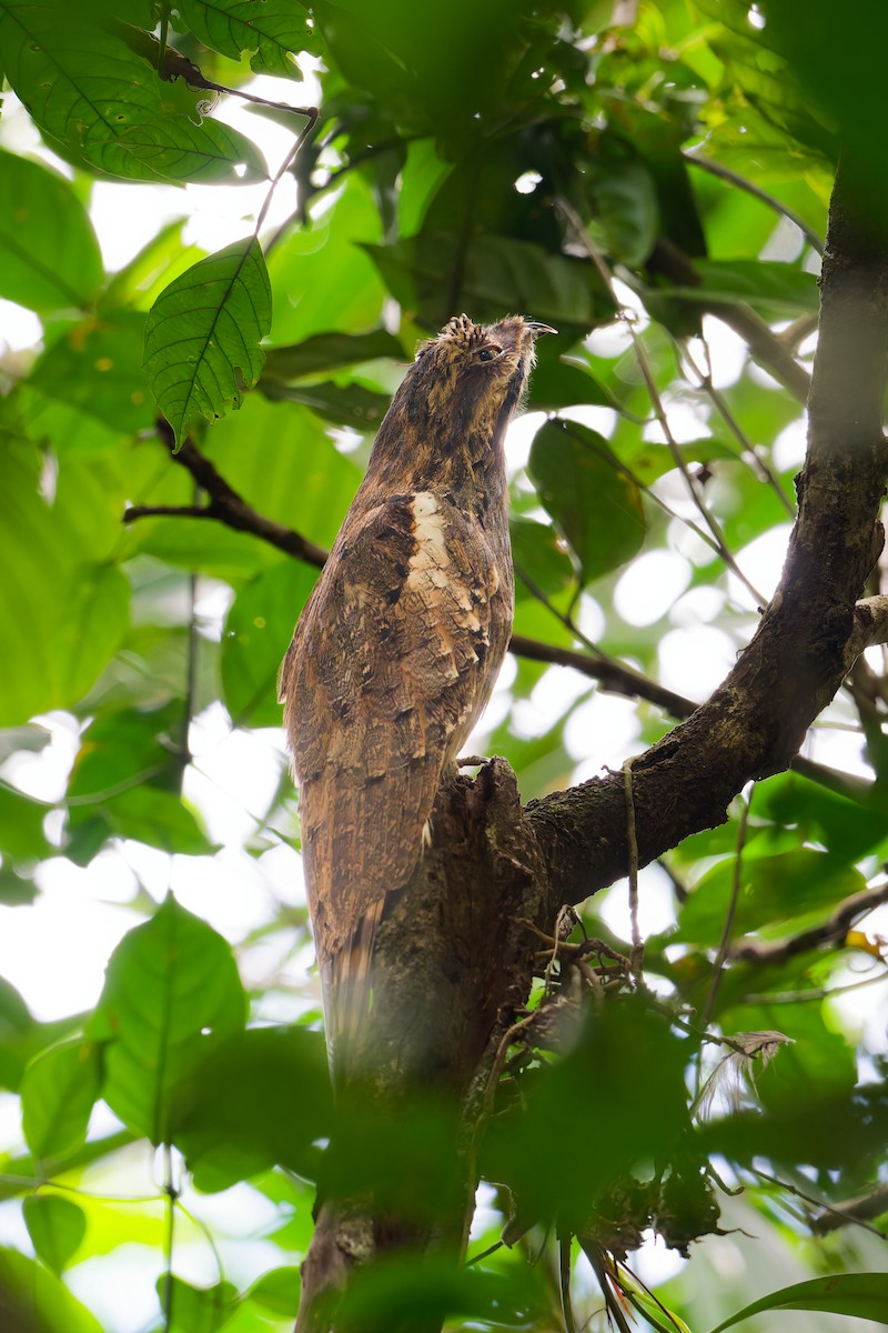 potu dlouhoocasý - ML646403185