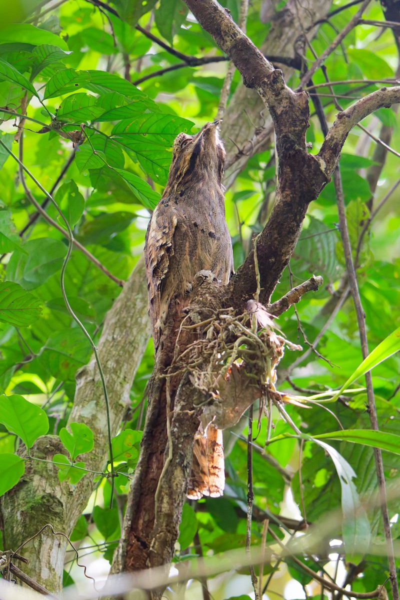 potu dlouhoocasý - ML646403186