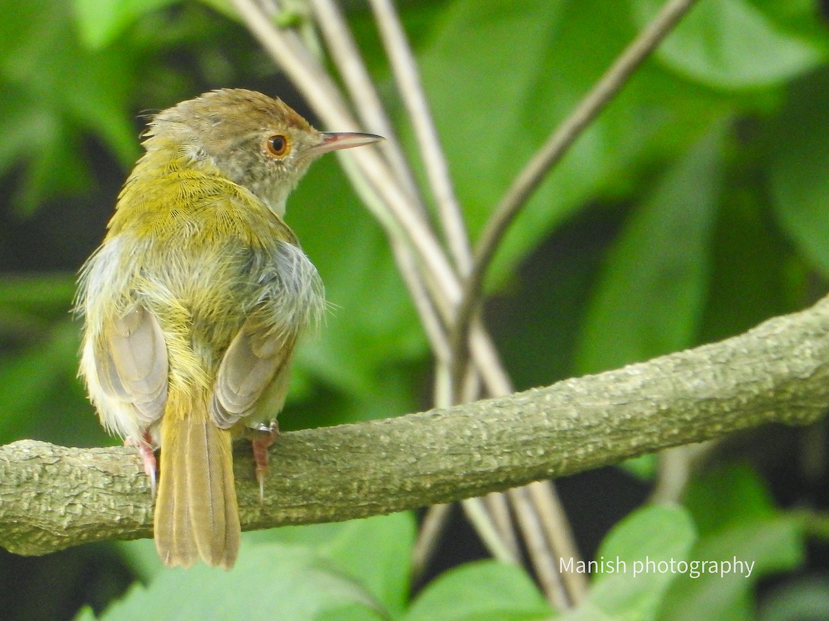 Common Tailorbird - ML646403187
