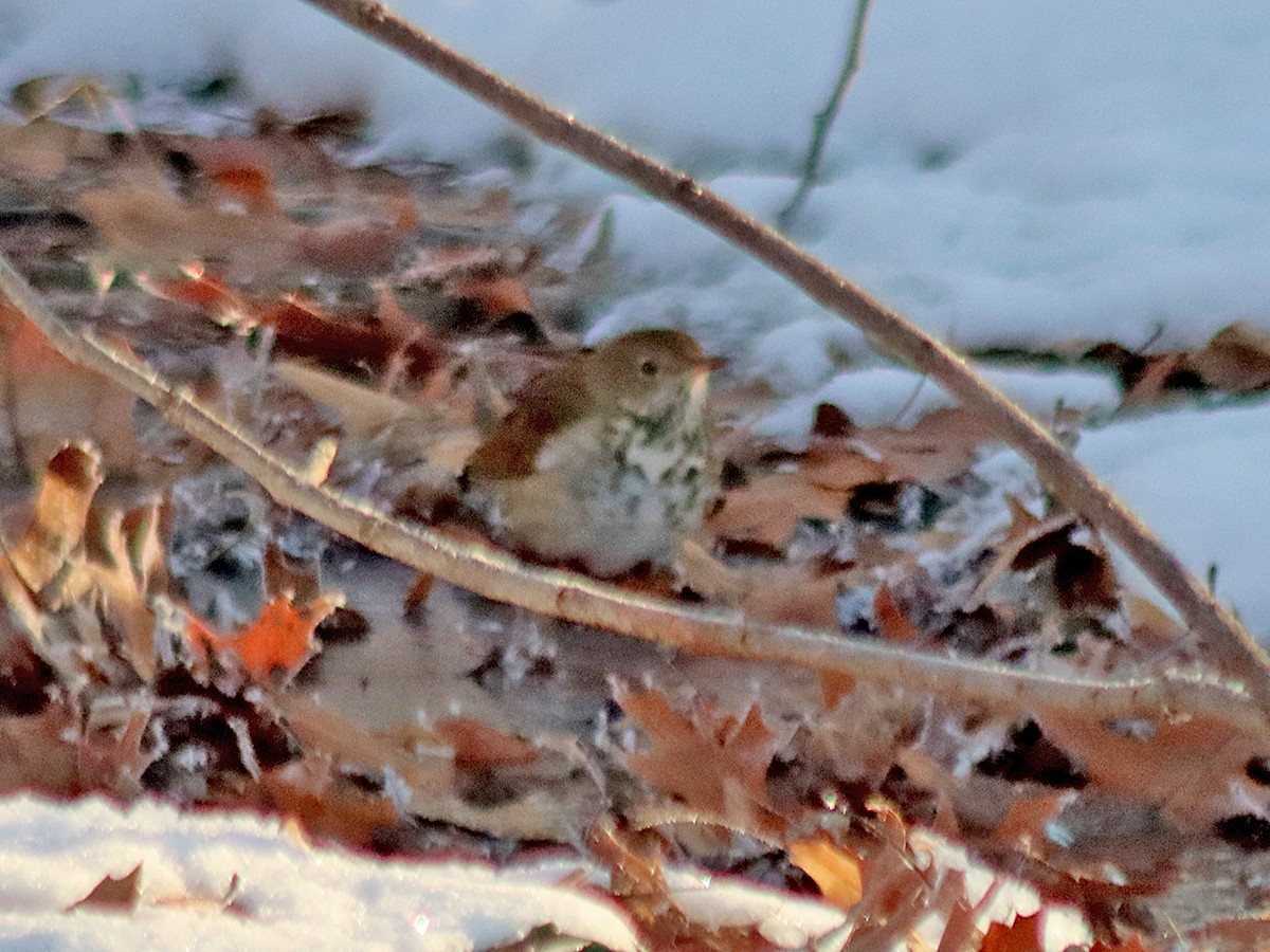 drozd rezavoocasý - ML646403188