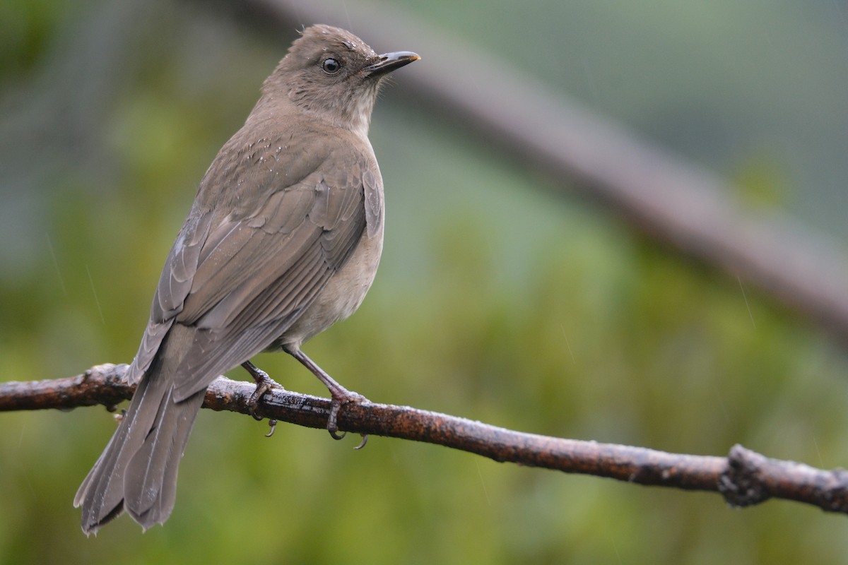 Mountain Thrush - ML646403189