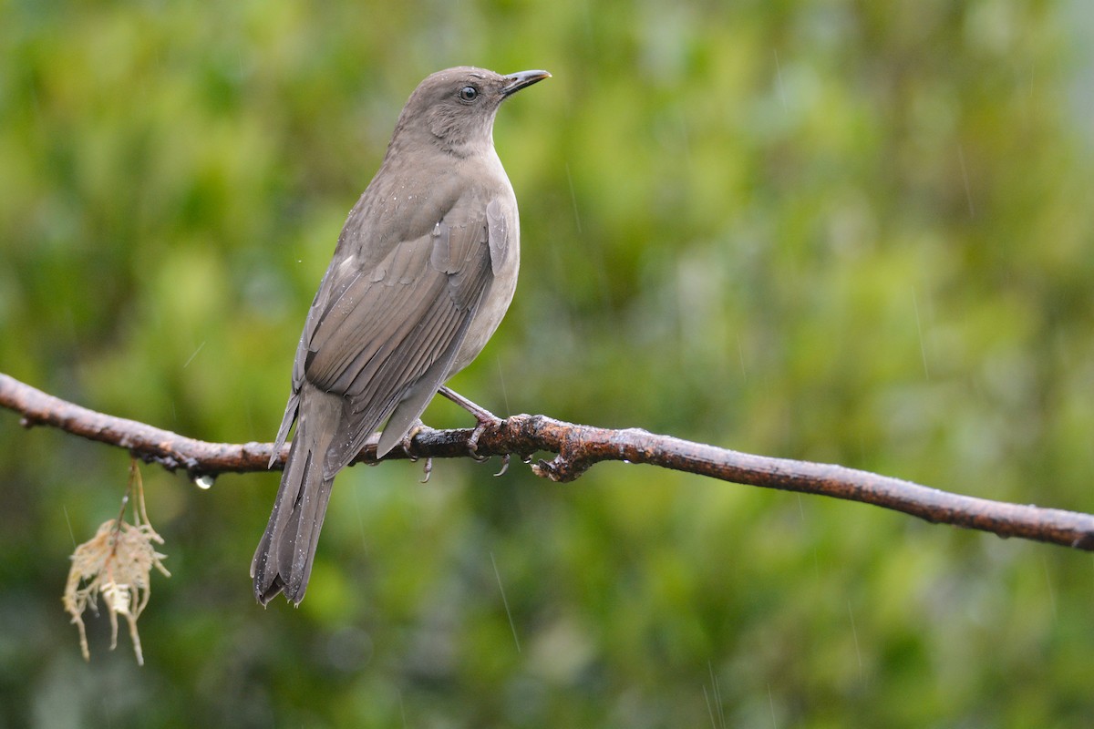 Mountain Thrush - ML646403190