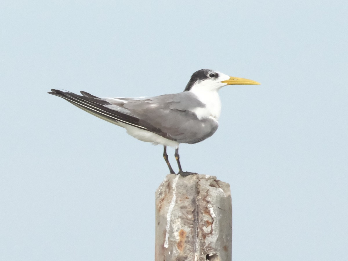Great Crested Tern - ML646403192