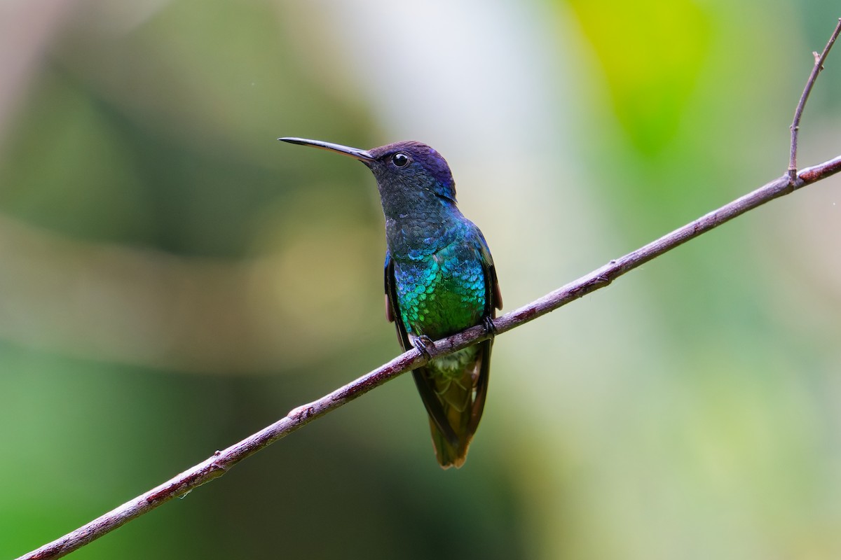 Golden-tailed Sapphire - ML646403194