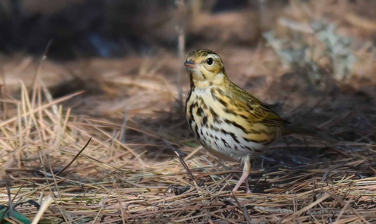 Olive-backed Pipit - ML646403195
