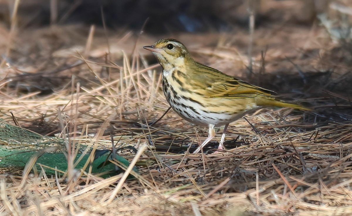 Olive-backed Pipit - ML646403196