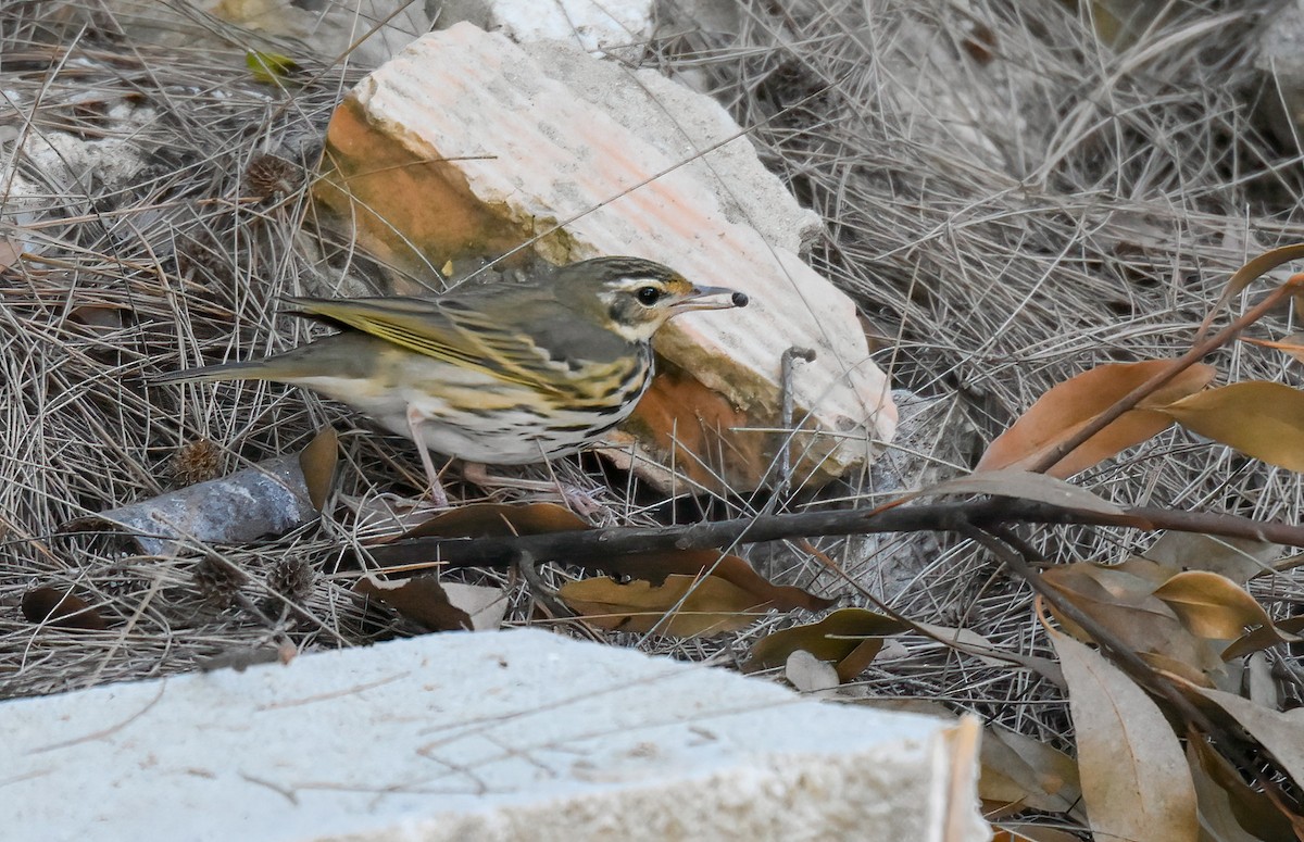 Olive-backed Pipit - ML646403197