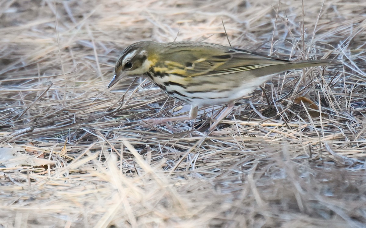 Olive-backed Pipit - ML646403198